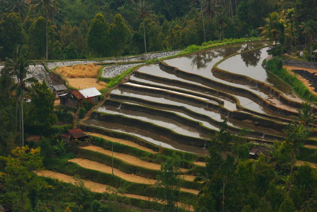 Puri Alam Bali Hotell Munduk Eksteriør bilde